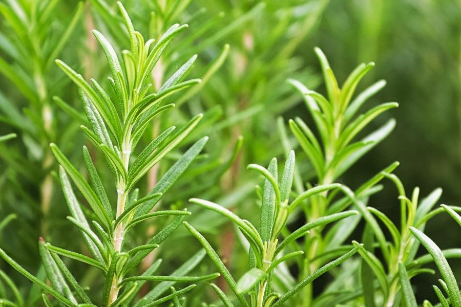 rosemary skincare