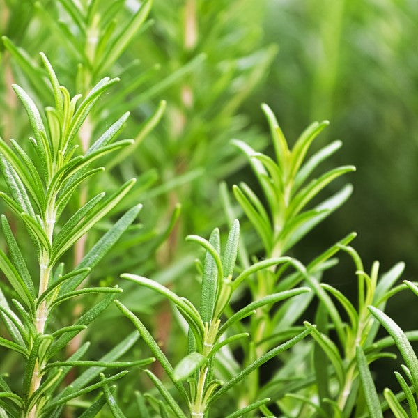 rosemary skincare
