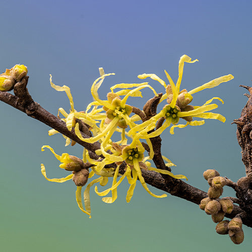 witch hazel skincare