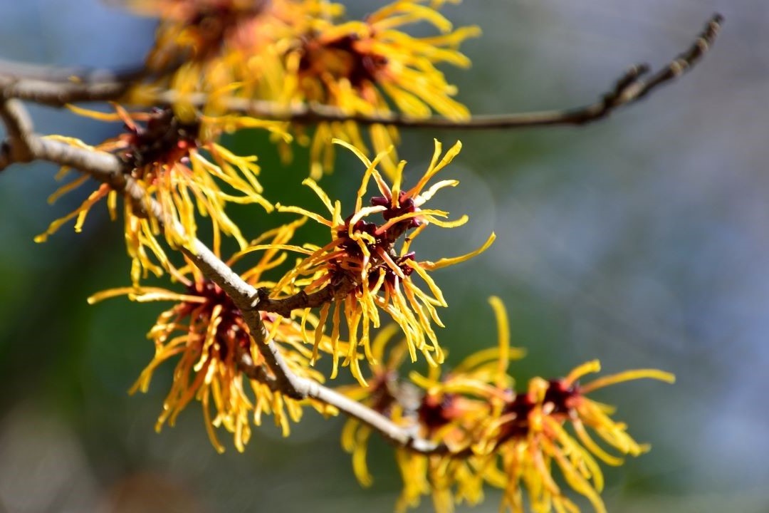 witch hazel skincare