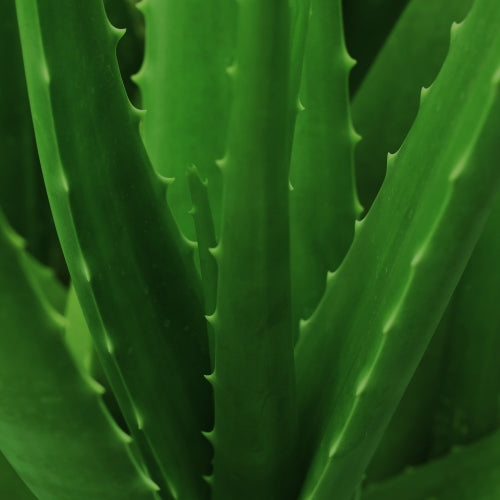aloe vera skin care
